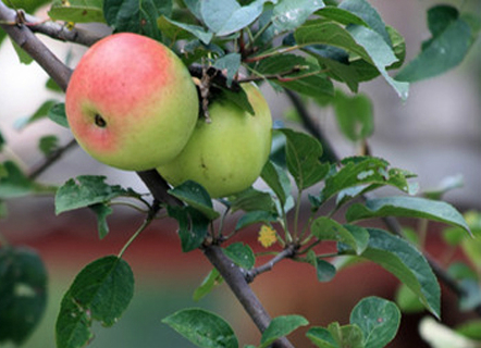 Ngất ng&acirc;y đường t&aacute;o Lệ Giang